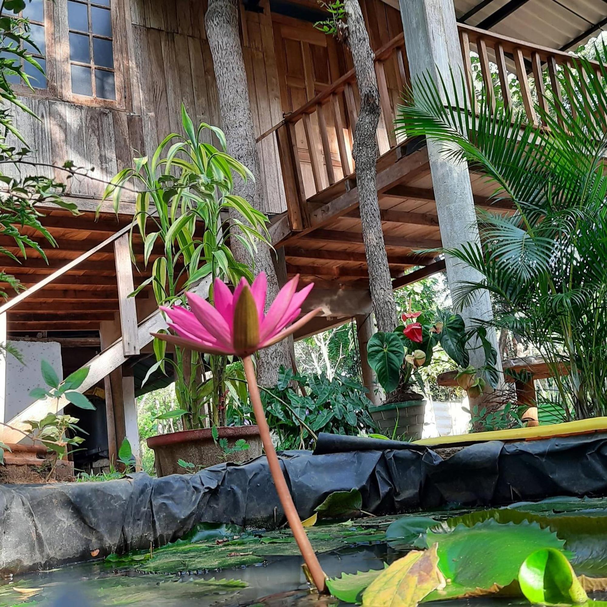 Ruk Sewana Villa Tree House Sigiriya Bagian luar foto